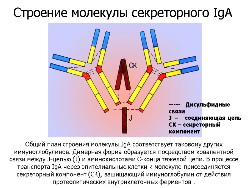 Общий план строения молекулы IgA соответствует таковому других иммуноглобулинов. Димерная форма образуется посредством ковалентной